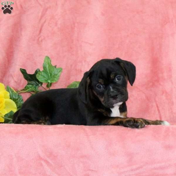 Jack-O-Lantern, Boston Terrier Mix Puppy